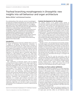 Tracheal branching morphogenesis in Drosophila