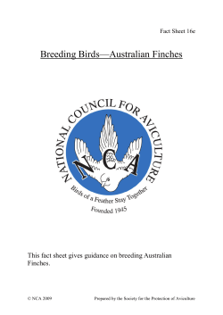 Breeding Birds—Australian Finches - NCA Home Page