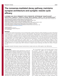 The nonsense-mediated decay pathway maintains synapse