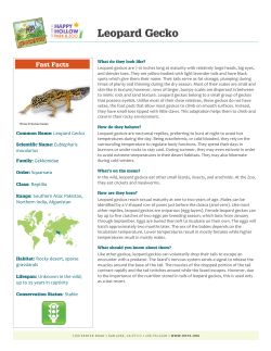 Leopard Gecko