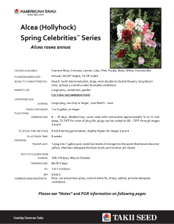 Alcea (Hollyhock) Spring Celebrities&trade; Series