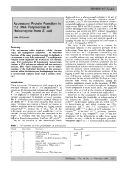 Accessory protein function in the DNA polymerase III holoenzyme
