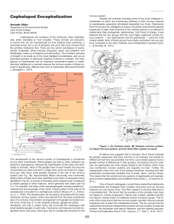 49 Cephalopod Encephalization