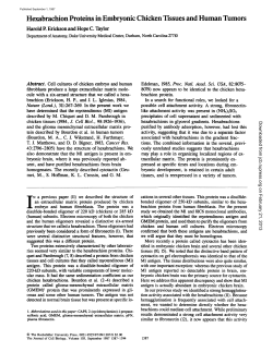 Hexabrachion Proteins in Embryonic Chicken Tissues and Human