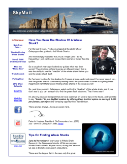 Have You Seen The Shadow Of A Whale Shark? Tips On Finding