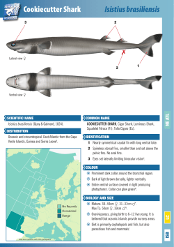 Cookiecutter Shark Isistius brasiliensis