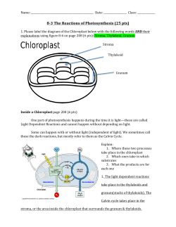 8-‐3 The Reactions of Photosynthesis (25 pts)