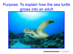 How does a sea turtle grow into an adult?