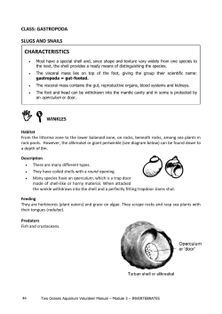 phylum: arthropoda - Two Oceans Aquarium