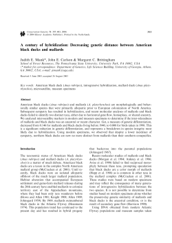 A century of hybridization: Decreasing genetic distance