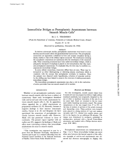 Intercellular Bridges as Protoplasmic Anastomoses between Smooth