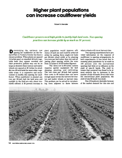 Higher plant populations can increase cauliflower yields