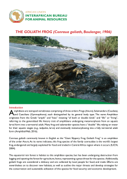 THE GOLIATH FROG (Conraua goliath, Boulenger, 1906) - AU-IBAR