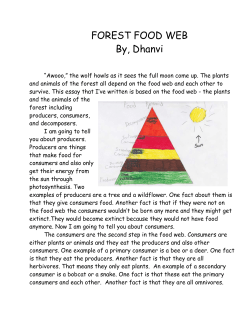 FOREST FOOD WEB By, Dhanvi