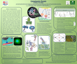 It Walks The Walk It Walks The Walk