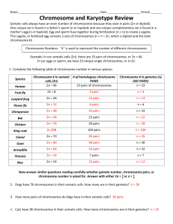 Chromosome and Karyotype Review
