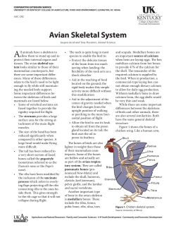 ASC-202: Avian Skeletal System
