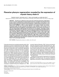 Planarian pharynx regeneration revealed by the expression of