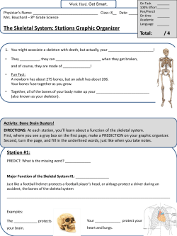 The Skeletal System: Stations Graphic Organizer