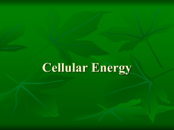 Photosynthesis and Cellular Respiration