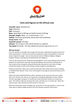 Lion facts and figures