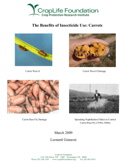 The Benefits of Insecticide Use: Carrots