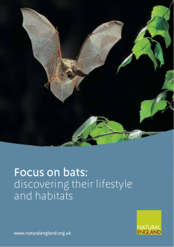 Focus on bats: