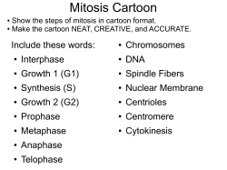 Mitosis Cartoon