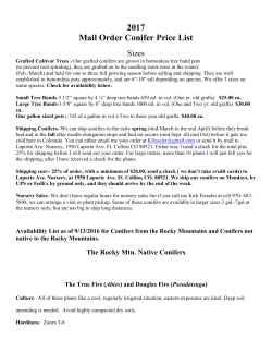 Conifer - Laporte Avenue Nursery