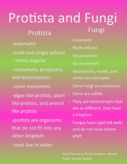 Protista Fungi