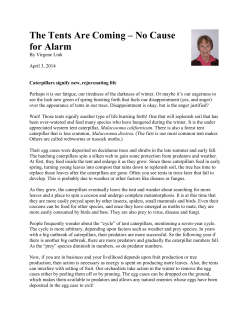 Tents Caterpillars &ndash; No Cause for Alarm