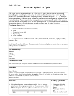 Focus on: Spider Life Cycle