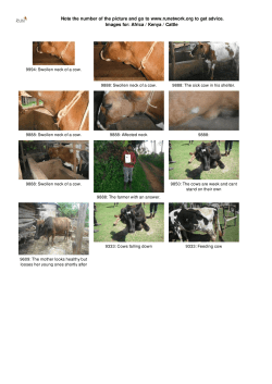 Africa / Kenya / Cattle