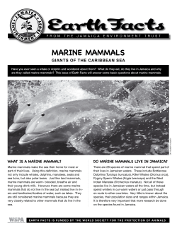 marine mammals - Jamaica Environment Trust