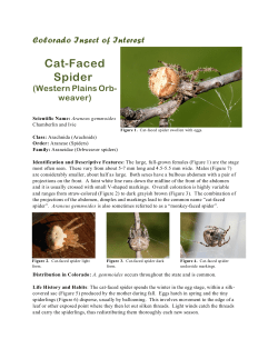 Colorado Insect of Interest