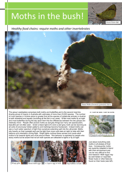 Moths in the bush! - Connecting Country