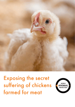 Exposing the secret suffering of chickens farmed for