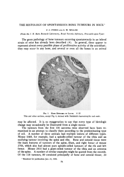 THE HISTO1,OGY OF SPONTANEOUS BONE