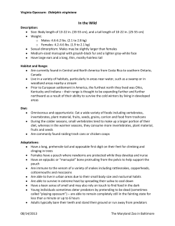 In the Wild - The Maryland Zoo in Baltimore