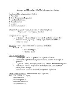 THE INTEGUMENTARY SYSTEM