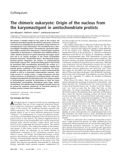 The chimeric eukaryote: Origin of the nucleus from the