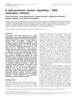 dual promoter system regulating &lambda; DNA replication initiation