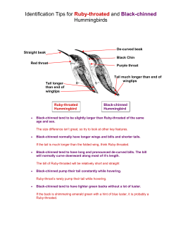 Identification Tips for Ruby-throated and Black