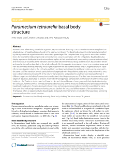 Paramecium tetraurelia basal body structure | SpringerLink