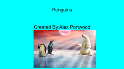Penguins Created By:Alex Portwood