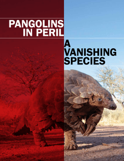 NRDC: Pangolins in Peril - A Vanishing Species
