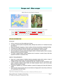 Scops owl Otus scops