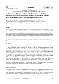 Further records of Amphipoda from Baltic Eocene amber with first