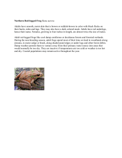Northern Red-legged Frog Rana aurora Adults have smooth, moist