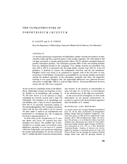 THE ULTRASTRUCTURE OF